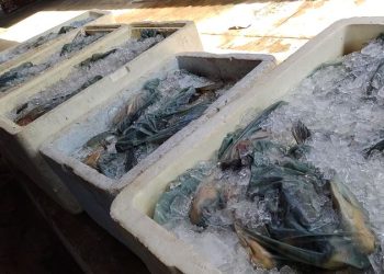 PARNAÍBA: Prefeitura distribuirá quase duas toneladas de peixe durante Semana Santa