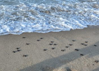 LUÍS CORREIA: Semar e Instituto Tartarugas do Delta garantem nascimento adequado de animais