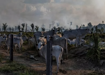 Piauí foi o único estado brasileiro a reduzir desmatamento no cerrado em 2023