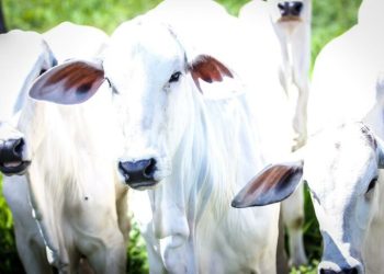 Governo do Estado e prefeitura municipal garantem estrutura para a 48ª ExpoCorrente